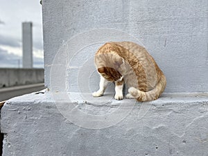 Cat in Setouchi Triennale